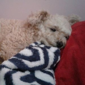 Meet your Posher, Diana